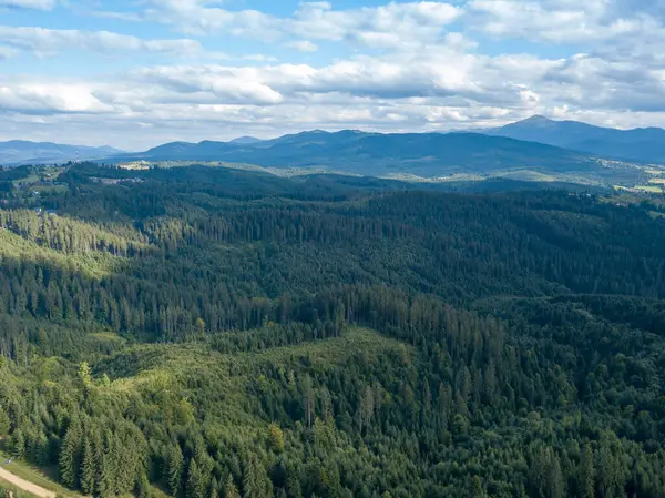 夏にウクライナのカルパティアの緑の山々 斜面に針葉樹の木 空中ドローンビュー — ストック写真