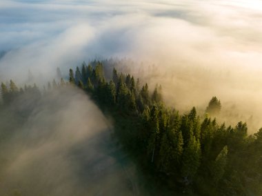 Sis dağ ormanını kaplıyor. Güneşin yükselen ışınları sisi delip geçer. Hava aracı görünümü.