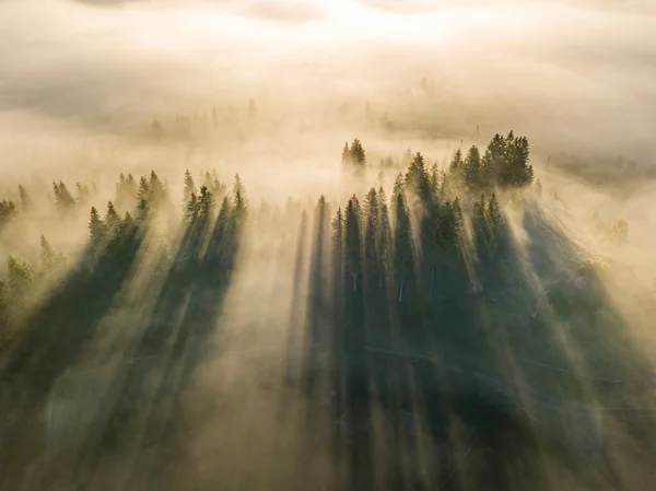 Horský Les Obklopuje Mlha Paprsky Vycházejícího Slunce Pronikají Mlhou Zobrazení — Stock fotografie