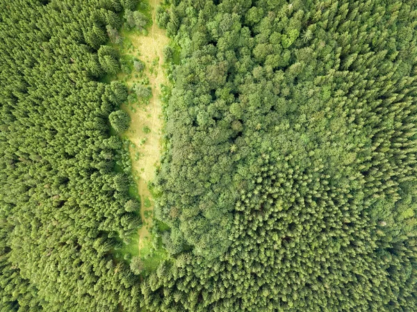 Drzewa Iglaste Zboczu Góry Widok Drona Powietrza — Zdjęcie stockowe