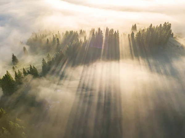 Nebel Hüllt Den Bergwald Ein Die Strahlen Der Aufgehenden Sonne Stockfoto