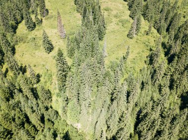 Dağın yamacında kozalaklı ağaçlar. Hava aracı görünümü.