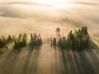 Sis dağ ormanını kaplıyor. Güneşin yükselen ışınları sisi delip geçer. Hava aracı görünümü.