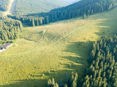 Dağın yamacında kozalaklı ağaçlar. Hava aracı görünümü.