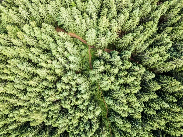 山の斜面に針葉樹の木 空中ドローンビュー — ストック写真