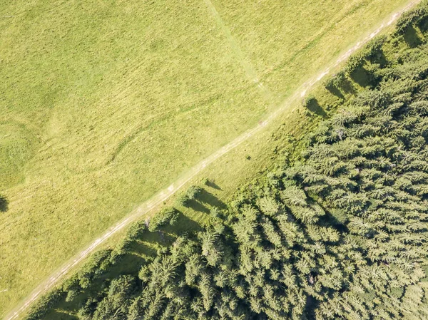 Drzewa Iglaste Zboczu Góry Widok Drona Powietrza — Zdjęcie stockowe