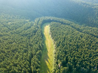 Dağın yamacında kozalaklı ağaçlar. Hava aracı görünümü.