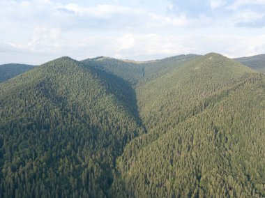 Yazın Ukrayna Karpatları 'nın yeşil dağları. Yamaçlarda kozalaklı ağaçlar. Hava aracı görünümü.