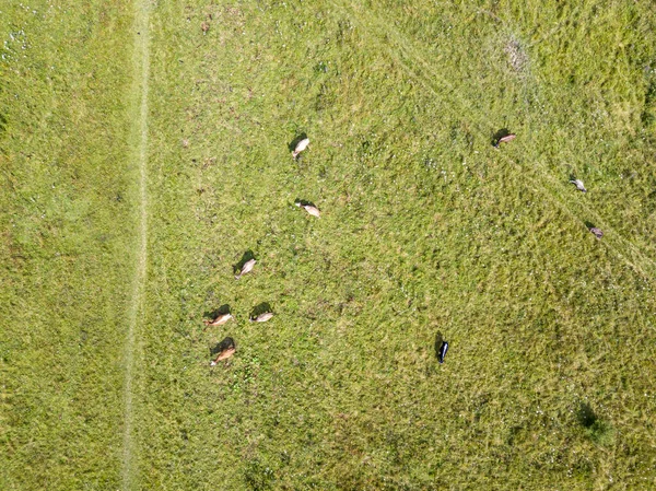 Vacas Prado Nas Montanhas Vista Aérea Drones — Fotografia de Stock