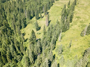 Dağın yamacında kozalaklı ağaçlar. Hava aracı görünümü.
