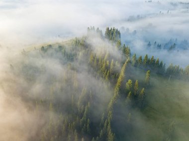 Ukrayna Karpatları 'nda sisli bir yaz sabahı. Hava aracı görünümü.