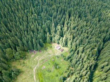 Dağın yamacında kozalaklı ağaçlar. Hava aracı görünümü.