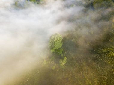 Sis dağ ormanını kaplıyor. Güneşin yükselen ışınları sisi delip geçer. Hava aracı görünümü.