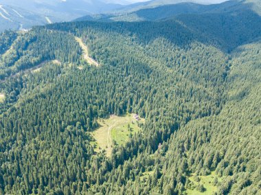 Dağın yamacında kozalaklı ağaçlar. Hava aracı görünümü.