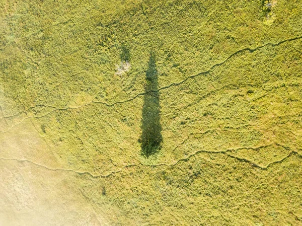Dağın Yamacında Kozalaklı Ağaçlar Hava Aracı Görünümü — Stok fotoğraf