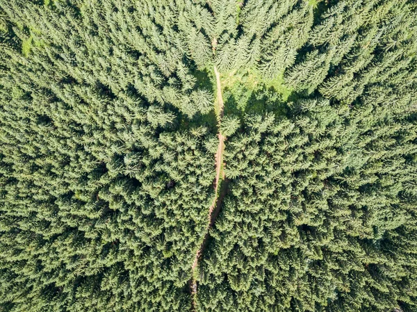 Nadelbäume Hang Des Berges Drohnenblick Aus Der Luft — Stockfoto