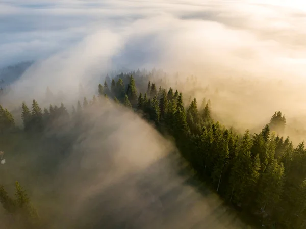 Ομίχλη Περιβάλλει Ορεινό Δάσος Ακτίνες Του Ανατέλλοντος Ήλιου Διαπερνούν Την — Φωτογραφία Αρχείου