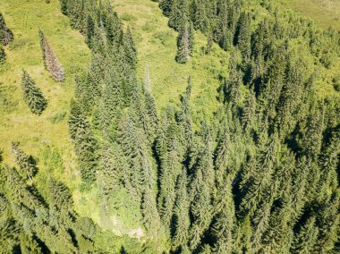 Dağın yamacında kozalaklı ağaçlar. Hava aracı görünümü.
