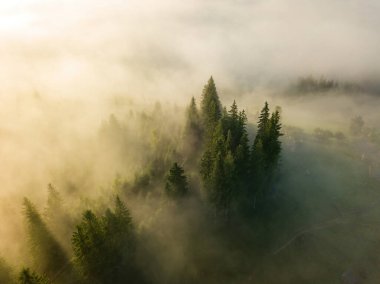 Ukrayna Karpatları 'nda sisli bir yaz sabahı. Hava aracı görünümü.