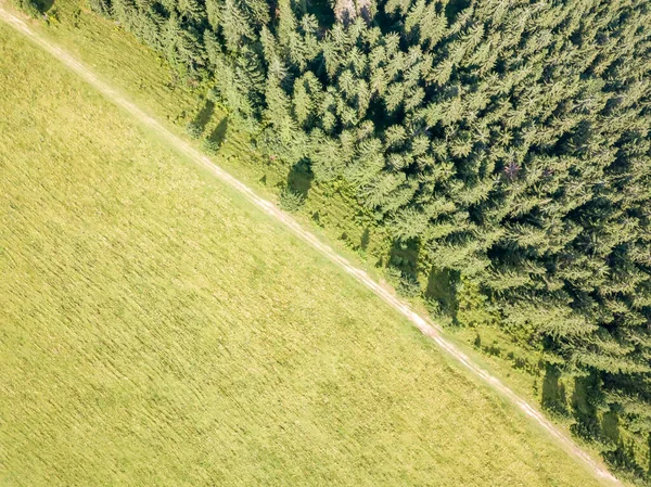 Dağın Yamacında Kozalaklı Ağaçlar Hava Aracı Görünümü — Stok fotoğraf