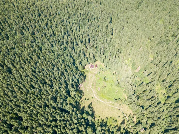 Jehličnaté Stromy Svahu Hory Zobrazení Leteckých Dronů — Stock fotografie