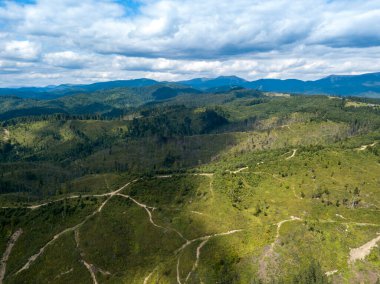 Yazın Ukrayna Karpatları 'nın yeşil dağları. Yamaçlarda kozalaklı ağaçlar. Hava aracı görünümü.