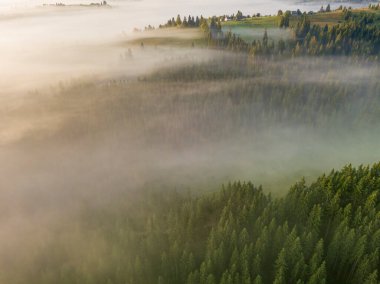 Ukrayna Karpatya dağlarında sabah sisi. Hava aracı görünümü.