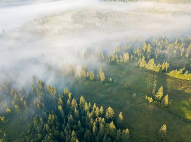 Ukrayna Karpatya dağlarında sabah sisi. Hava aracı görünümü.