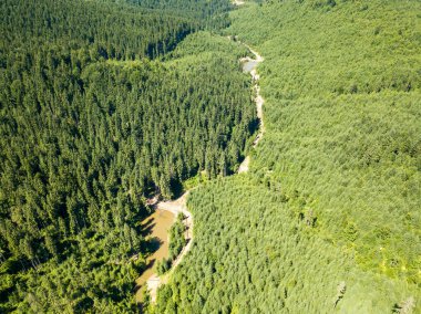 Dağın yamacında kozalaklı ağaçlar. Hava aracı görünümü.