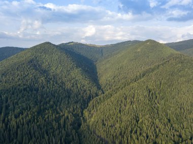Yazın Ukrayna Karpatları 'nın yeşil dağları. Yamaçlarda kozalaklı ağaçlar. Hava aracı görünümü.