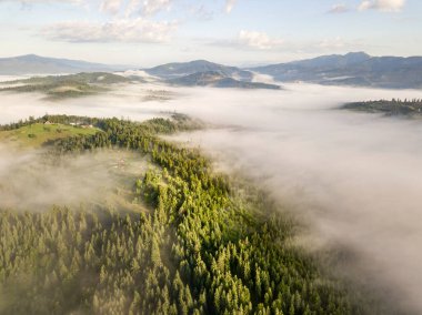 Sis dağ ormanını kaplıyor. Güneşin yükselen ışınları sisi delip geçer. Hava aracı görünümü.