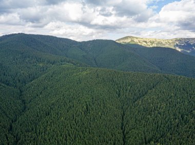 Yazın Ukrayna Karpat Dağları 'nın yeşil yamaçlarında. Bulutlu bir sabah, alçak bulutlar. Hava aracı görünümü.