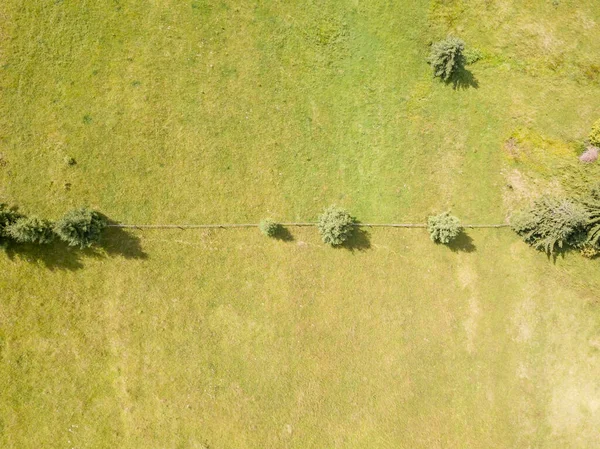 Alberi Conifere Sul Pendio Della Montagna Vista Aerea Drone — Foto Stock