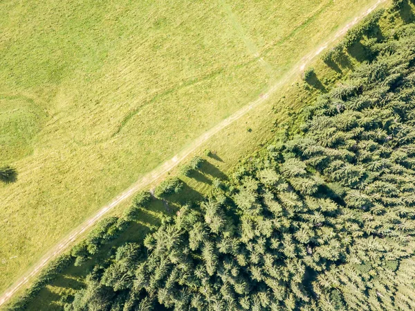 Árboles Coníferas Ladera Montaña Vista Aérea Del Dron —  Fotos de Stock