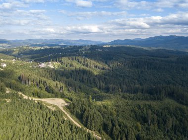 Yazın Ukrayna Karpatları 'nın yeşil dağları. Yamaçlarda kozalaklı ağaçlar. Hava aracı görünümü.