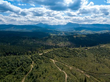 Yazın Ukrayna Karpatları 'nın yeşil dağları. Yamaçlarda kozalaklı ağaçlar. Hava aracı görünümü.