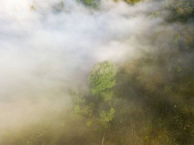 Sis dağ ormanını kaplıyor. Güneşin yükselen ışınları sisi delip geçer. Hava aracı görünümü.