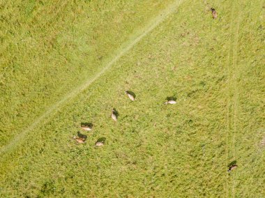 Dağlardaki çayırlarda inekler. Hava aracı görünümü.