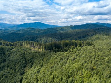 Yazın Ukrayna Karpatları 'nın yeşil dağları. Yamaçlarda kozalaklı ağaçlar. Hava aracı görünümü.