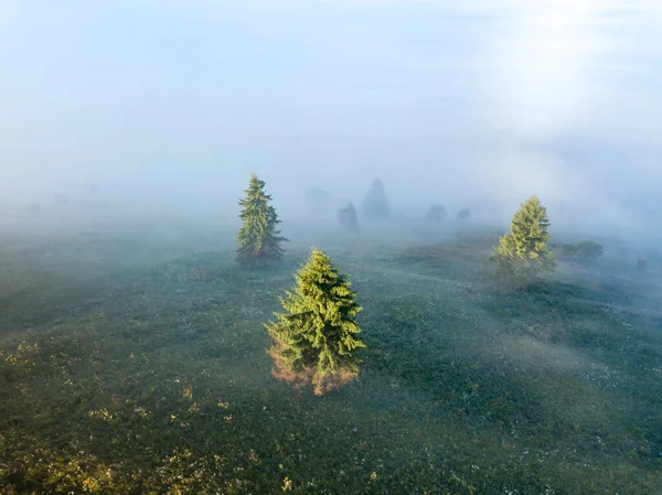 Fir Trees Mountain Fog Aerial Drone View — Stock Photo, Image