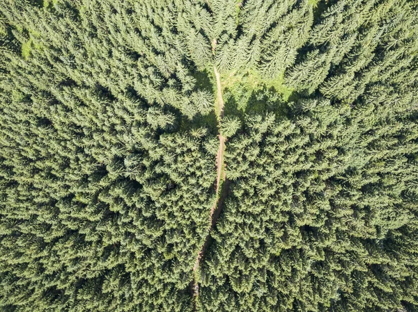 Árboles Coníferas Ladera Montaña Vista Aérea Del Dron —  Fotos de Stock