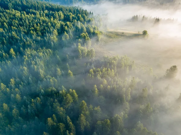 Ομίχλη Περιβάλλει Ορεινό Δάσος Ακτίνες Του Ανατέλλοντος Ήλιου Διαπερνούν Την Εικόνα Αρχείου