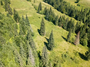 Dağın yamacında kozalaklı ağaçlar. Hava aracı görünümü.