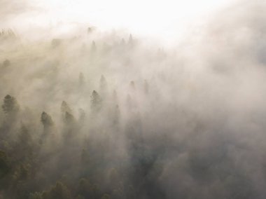 Sis dağ ormanını kaplıyor. Güneşin yükselen ışınları sisi delip geçer. Hava aracı görünümü.