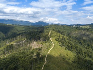 Yazın Ukrayna Karpatları 'nın yeşil dağları. Yamaçlarda kozalaklı ağaçlar. Hava aracı görünümü.