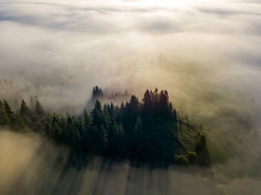 Sis dağ ormanını kaplıyor. Güneşin yükselen ışınları sisi delip geçer. Hava aracı görünümü.