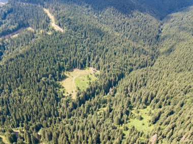 Dağın yamacında kozalaklı ağaçlar. Hava aracı görünümü.