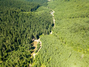 Dağın yamacında kozalaklı ağaçlar. Hava aracı görünümü.