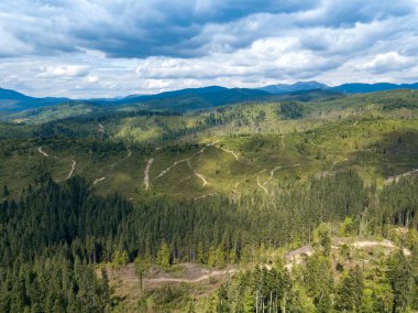 Yazın Ukrayna Karpatları 'nın yeşil dağları. Yamaçlarda kozalaklı ağaçlar. Hava aracı görünümü.