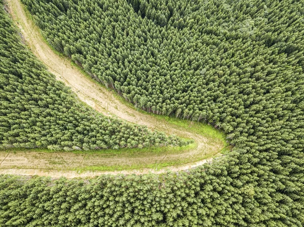 Coniferous Trees Slope Mountain Aerial Drone View — Stock Photo, Image